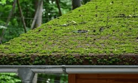 Moss removal