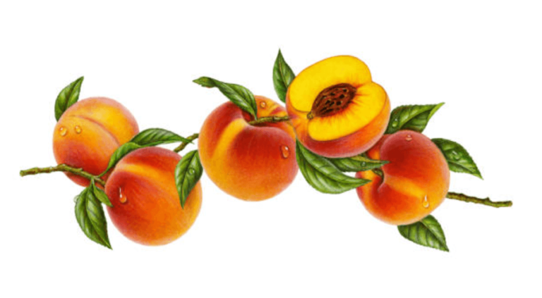 Clipart:Sak7dor2moy= Peach