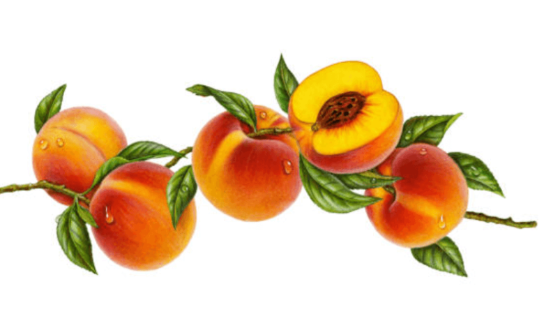 Clipart:Sak7dor2moy= Peach