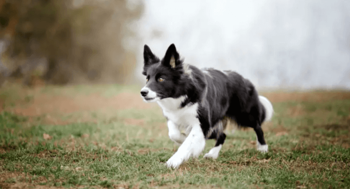 Cute:39ib0shyvo0= Border Collie