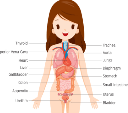 Female:Ef49g__U7yw= Human Anatomy