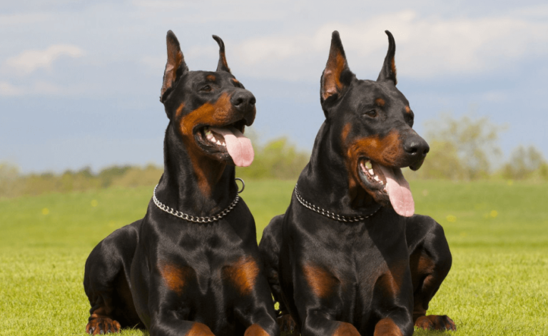 What sets Doberman Puppies for Sale in Arkansas Apart