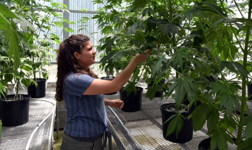 The Rise of Dispensary Cannabis Culture