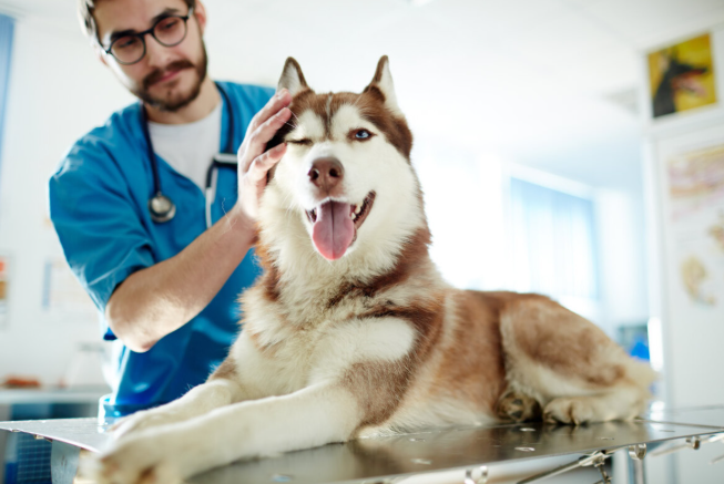 Advancing Animal Care in Modern Communities