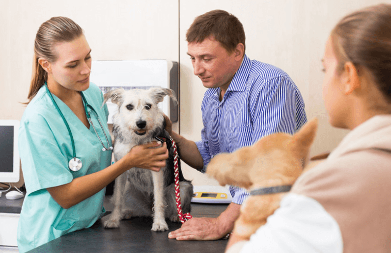 10 Important Questions to Ask Before Choosing Petbook Veterinary Clinic