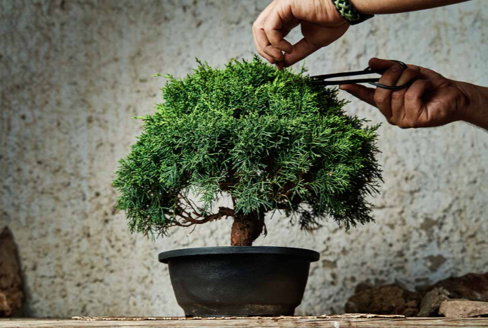 Starting Your Bonsai Journey: Finding Quality Trees