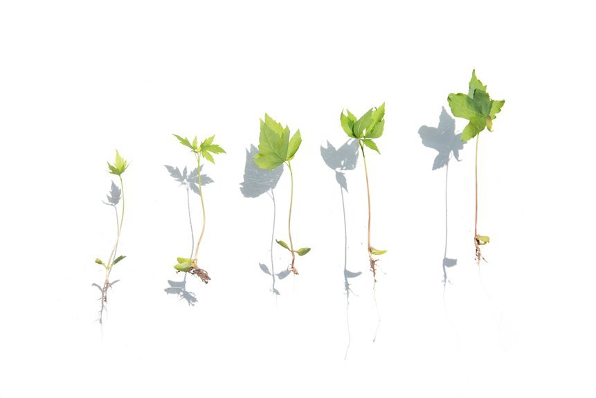 botify seo 55m series growth